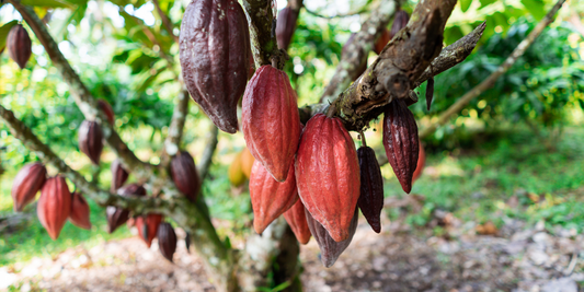 What is Ceremonial Grade Cacao?