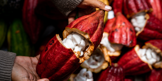 What is the difference between chocolate and cacao?