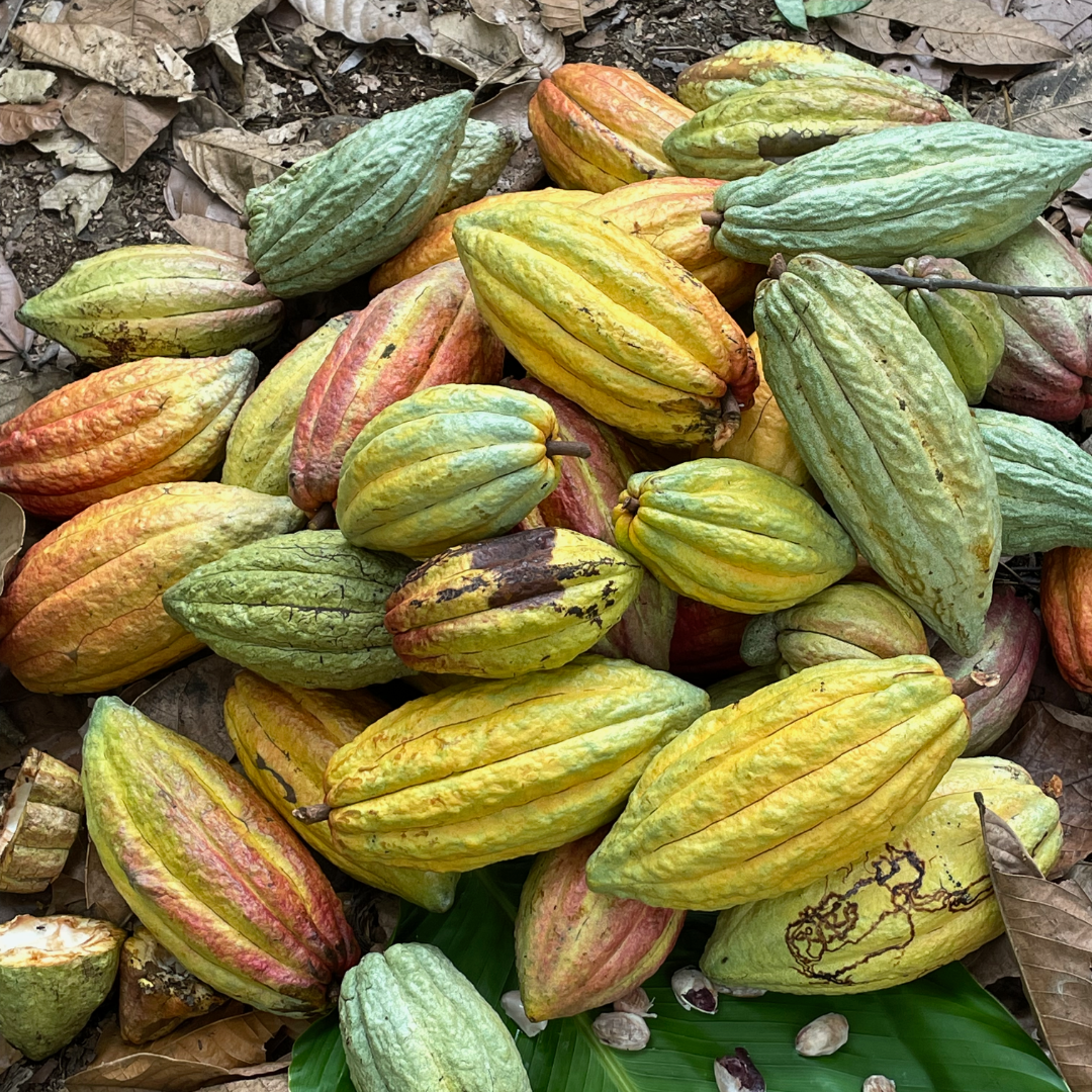 Guatemala Ceremonial Grade Cacao - Fire Roasted